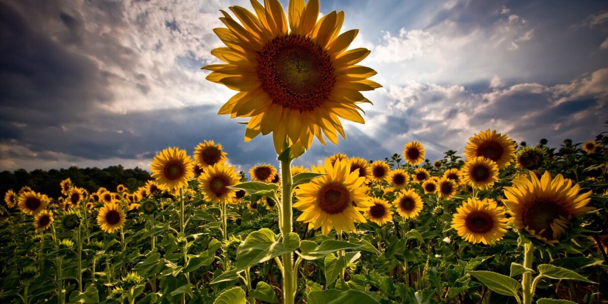 Tournesol